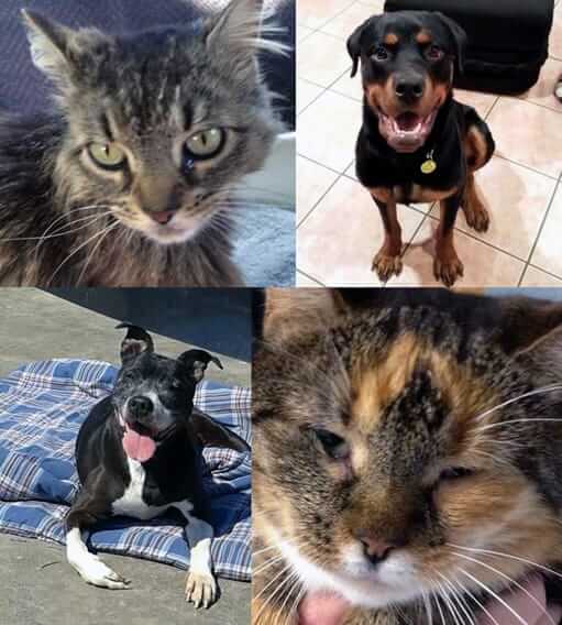 4 Pets