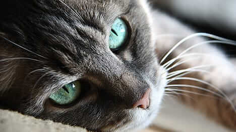 Green eyed cat