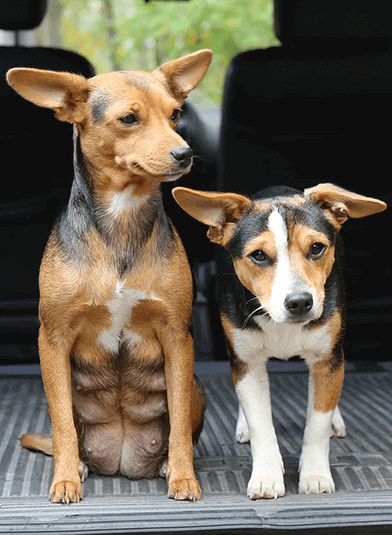 WestTNSpayNeuter
