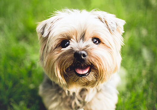 adorable-terrier