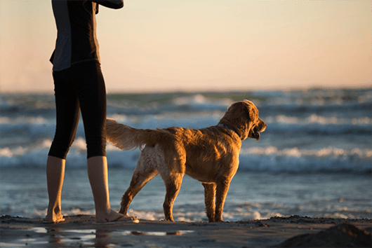 beach-dog