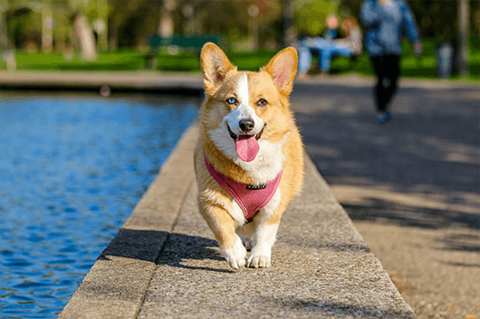 corgi-walk