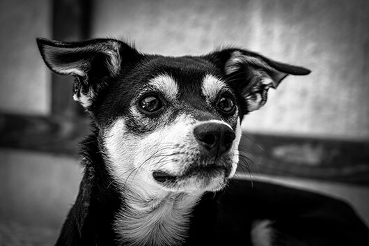 curious-dog