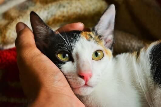 nuzzle-cat