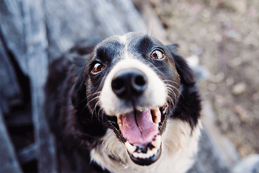 toothy-grin-dog